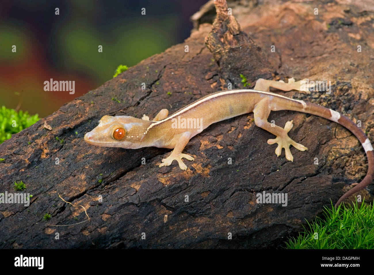 White-Line Gecko (Gekko Vittatus), auf einem Ast Stockfoto