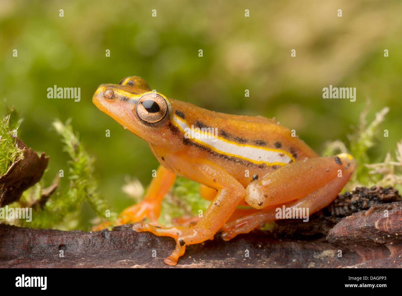 Mitchells Reed Frosch (Hyperolius Mitchelli), auf Rinde Stockfoto