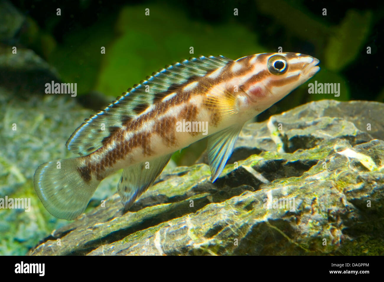 Schachbrett schlank Cichlid, Marlier Julie (Julidochromis Marlieri), Schwimmen Stockfoto
