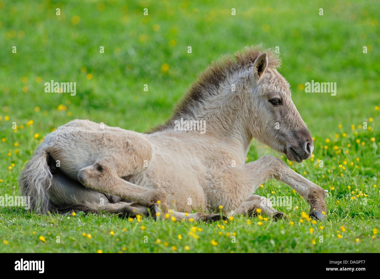 Tarpan (Equus Ferus Gmelini, Equus Gmelini), Fohlen liegend auf einer Wiese, Deutschland Stockfoto