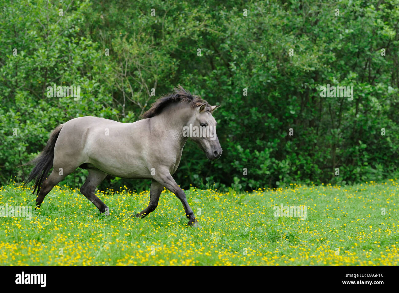 Tarpan (Equus Ferus Gmelini, Equus Gmelini), Galopp Tarpan-Stute, Deutschland Stockfoto