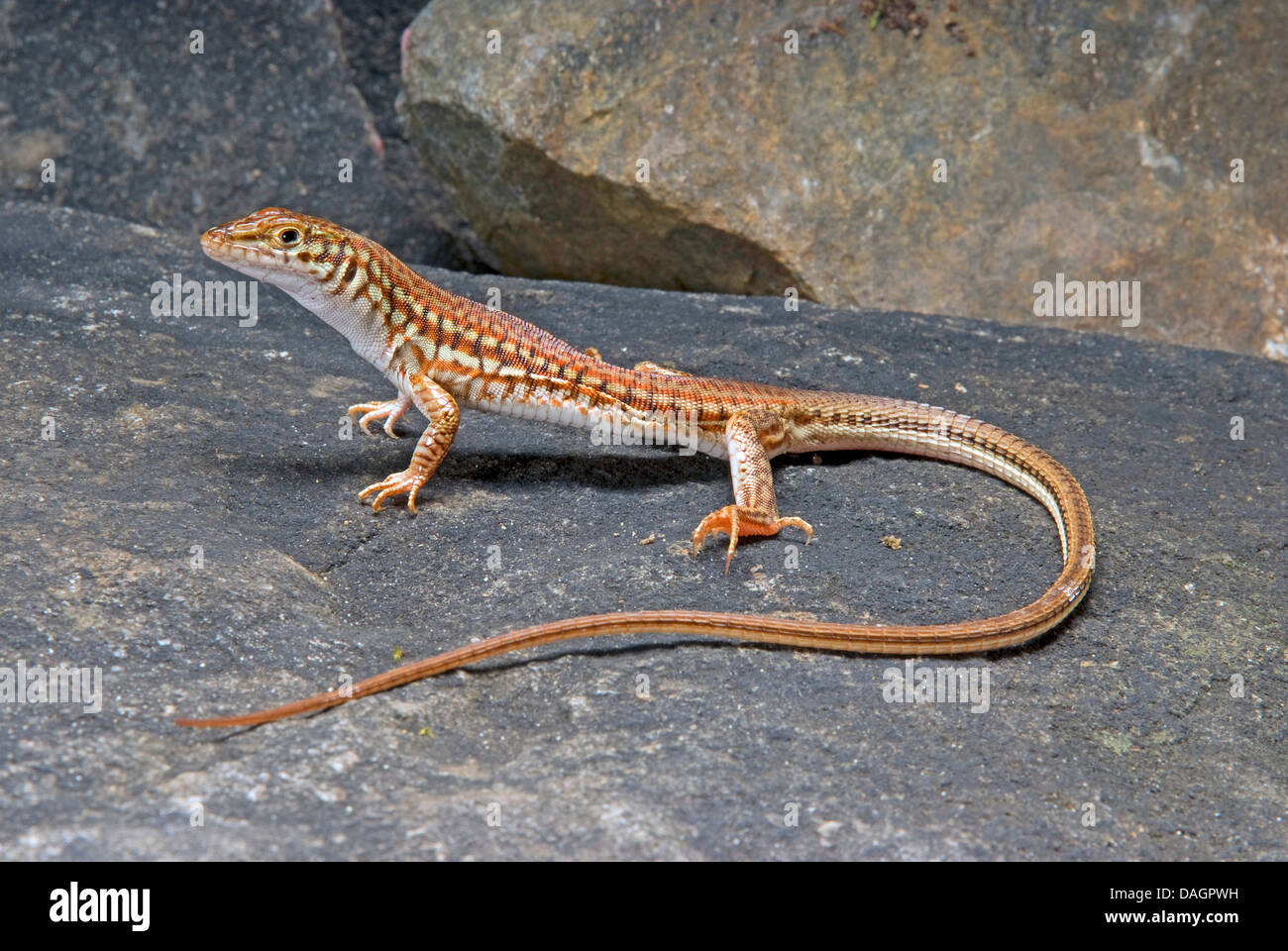 Lackierte lange Tailed Eidechse (Latastia Longicaudata), stehend auf einem Stein Stockfoto