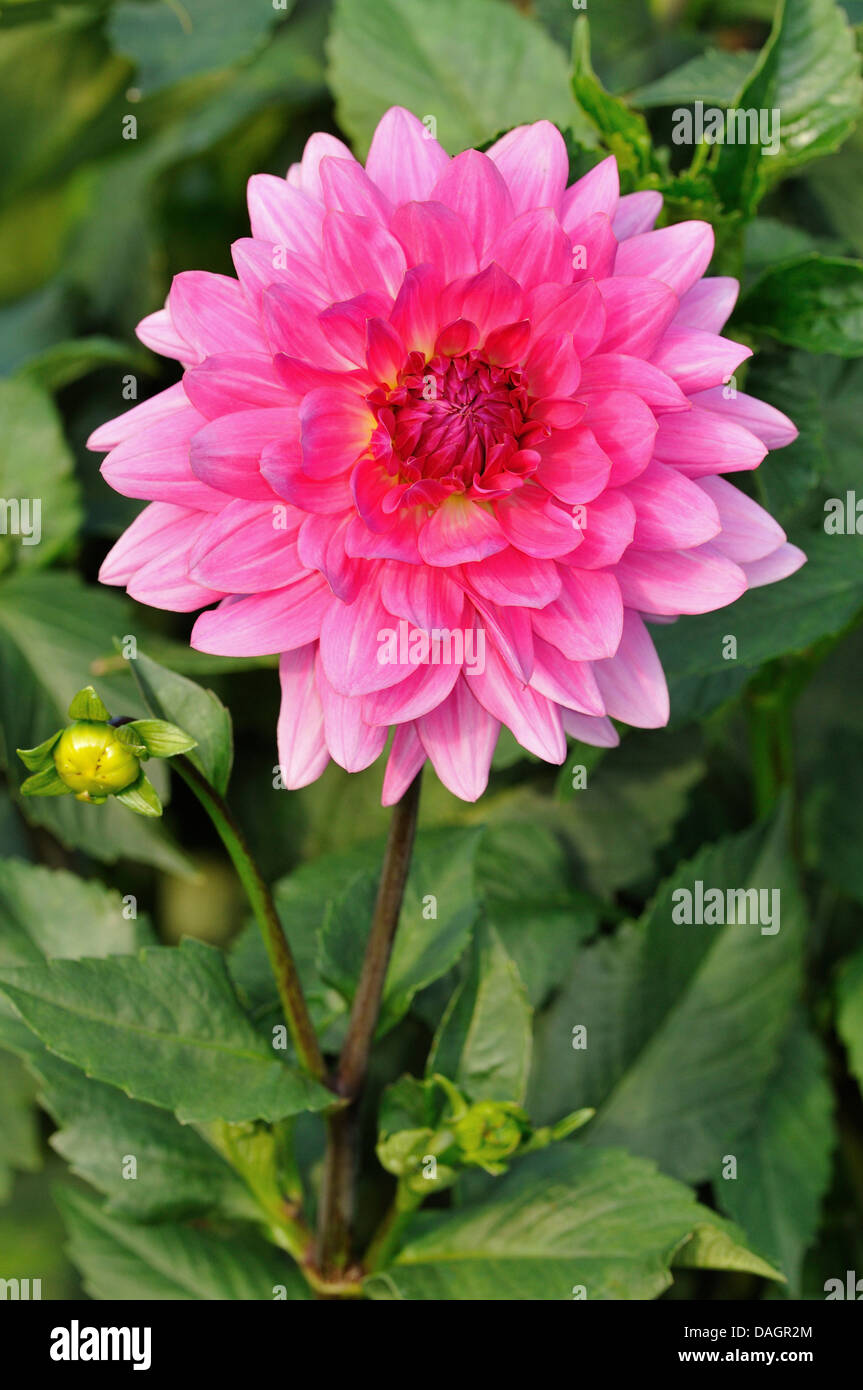 Georgina (Dahlia spec.), Sorte New Age Stockfoto