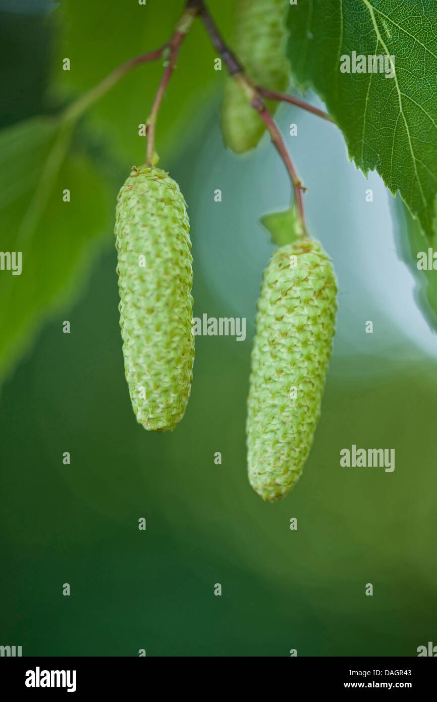 gemeinsamen Birke, Birke, Europäische weiße Birke, weiß-Birke (Betula Pendel, Betula Alba), Fruchtständen, Deutschland Stockfoto