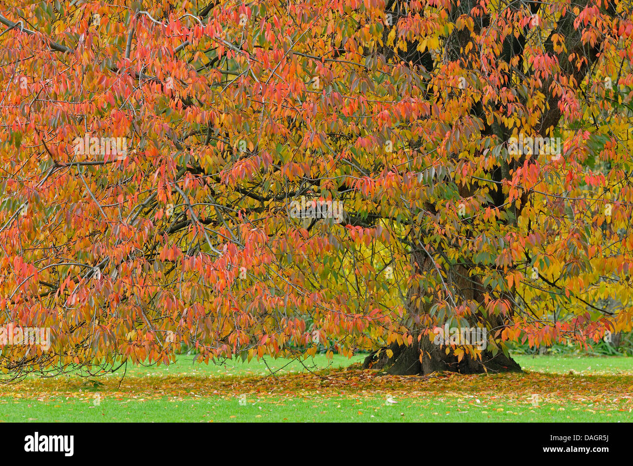 Kirschbaum im Herbst, Deutschland Stockfoto