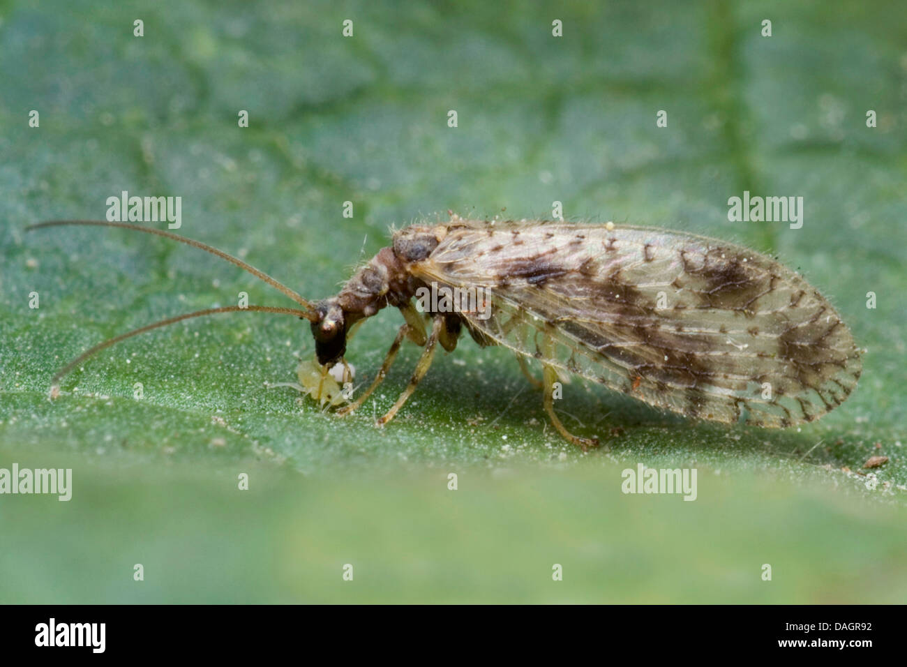 Braune Spitzen-Flügel (Micromus Variegatus), Fütterung auf Blattläuse, Deutschland Stockfoto