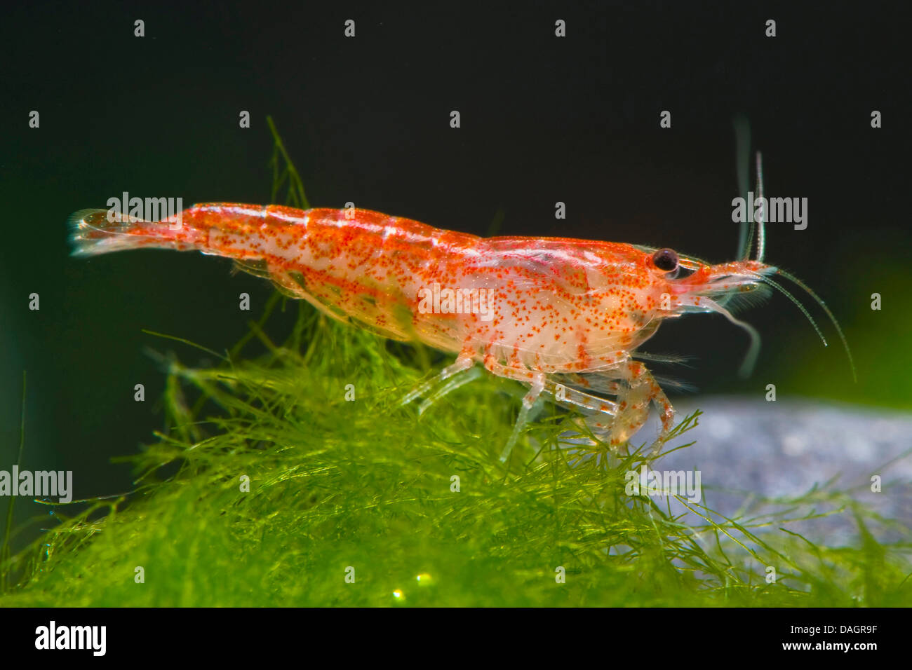 Garnelen Sie (Neocaridina Red Cherry), züchten Red Cherry zu Stockfoto