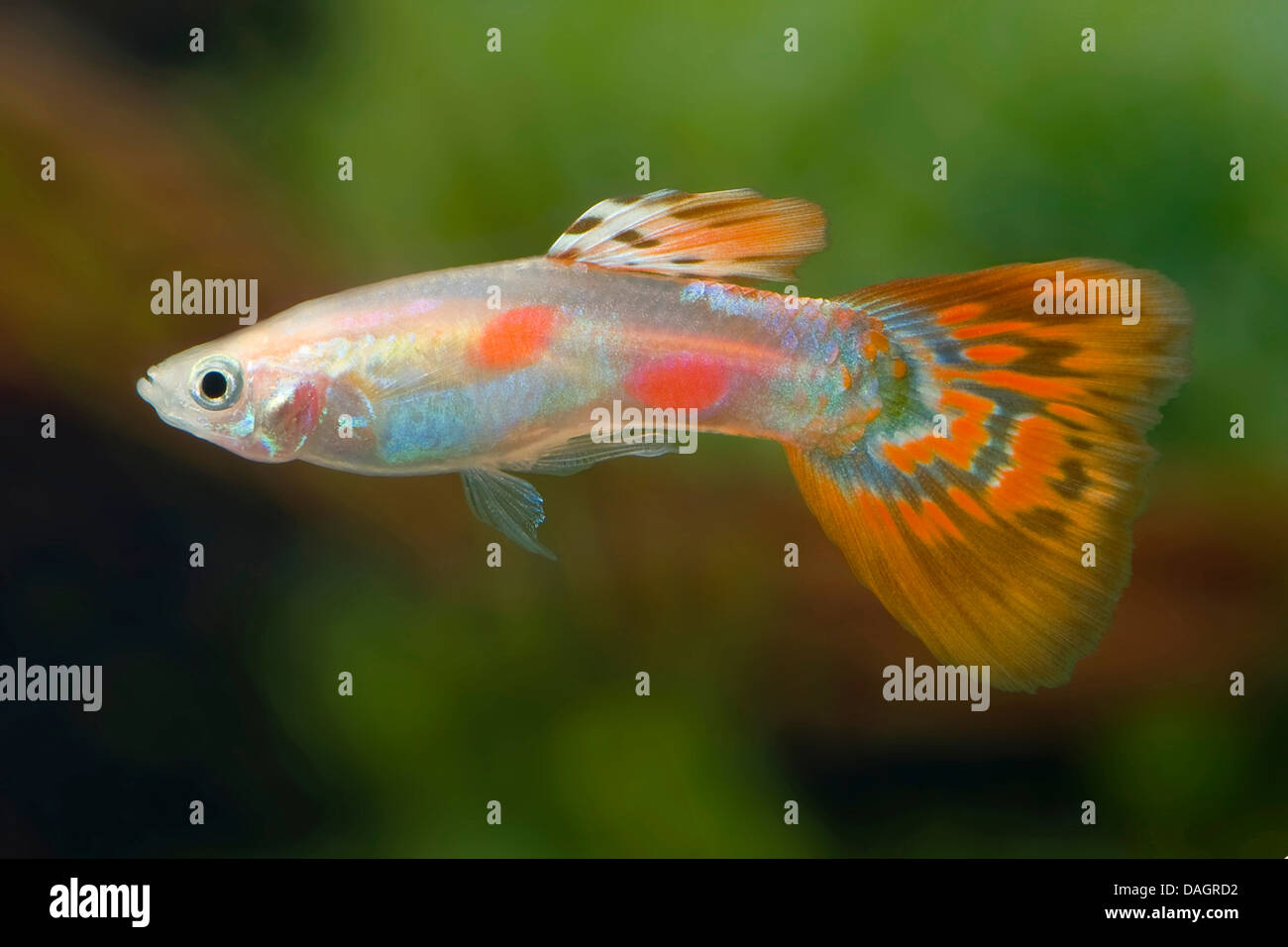 Guppy (Poecilia Reticulata, Lebistes Reticulatus, Lebistes Reticulata