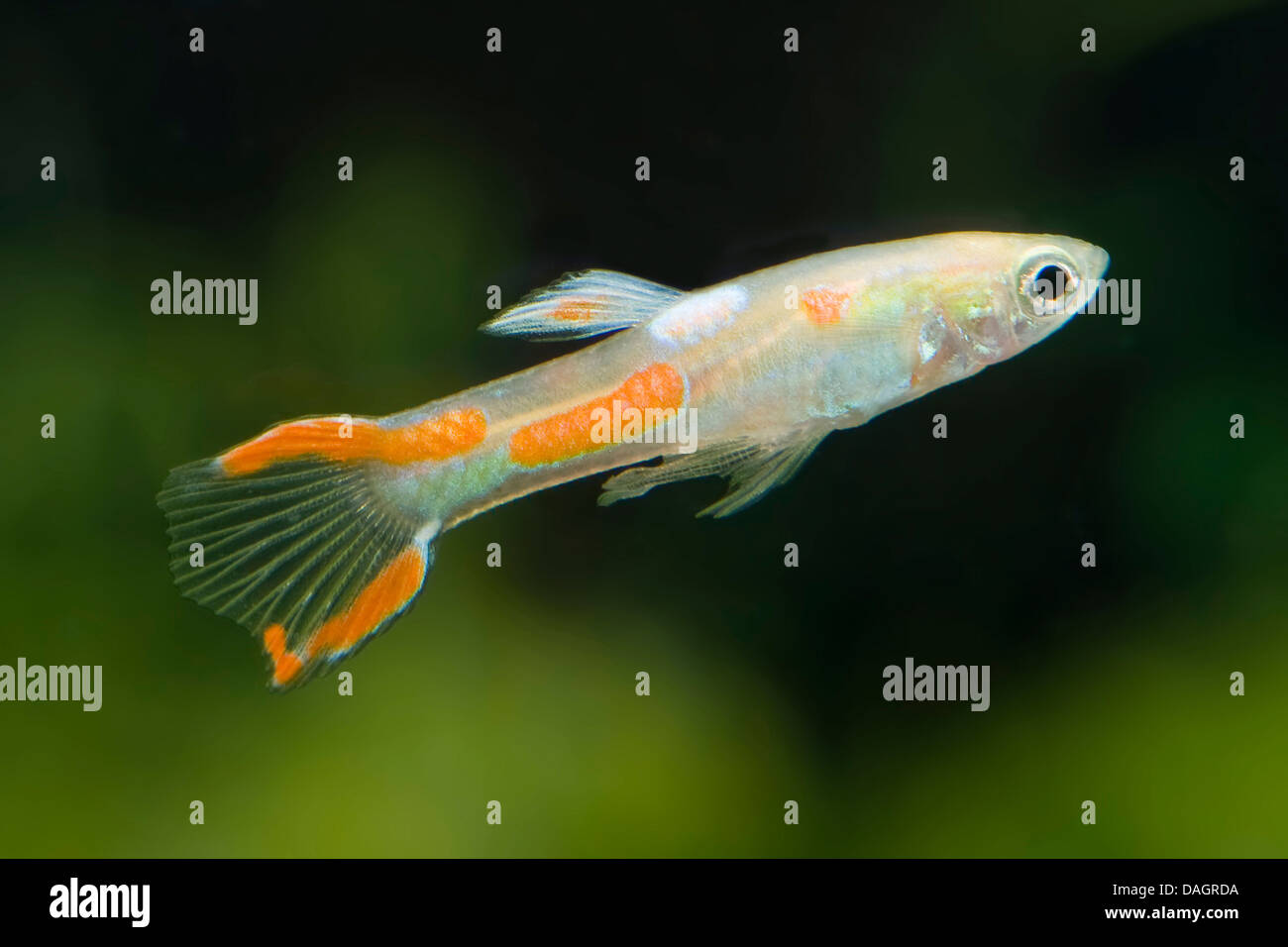 Endler Guppy, Endler Livebearer (Poecilia Wingei) züchten Gold Stockfoto