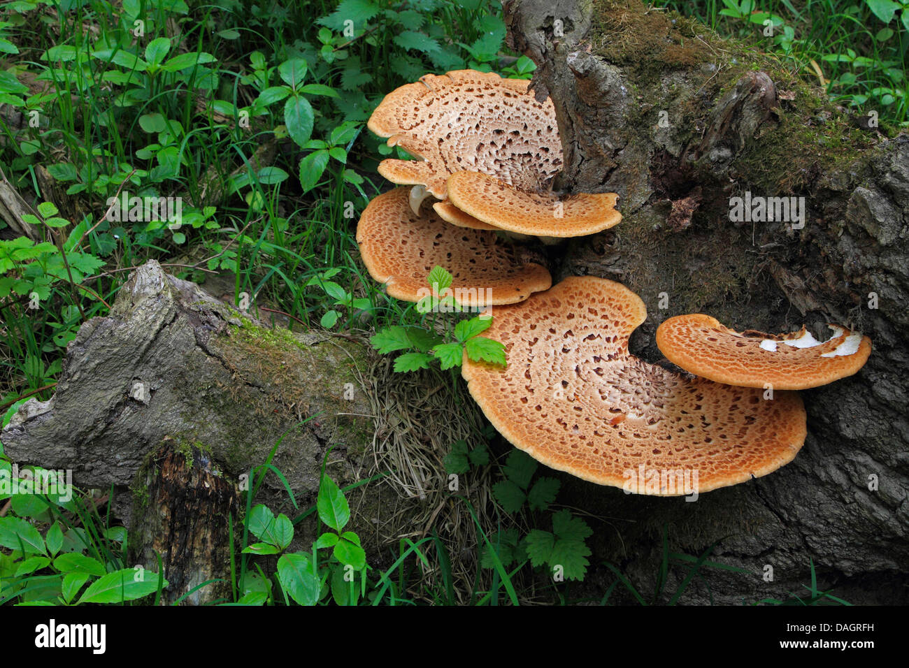 Dryade Sattel (Polyporus an), Fruchtbildung Körpern auf einer Baumwurzel, Deutschland Stockfoto