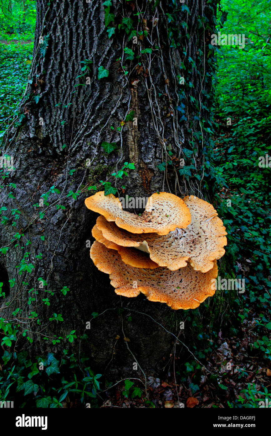 Dryade Sattel (Polyporus an), Fruchtkörper auf einem Baumstamm, Deutschland Stockfoto