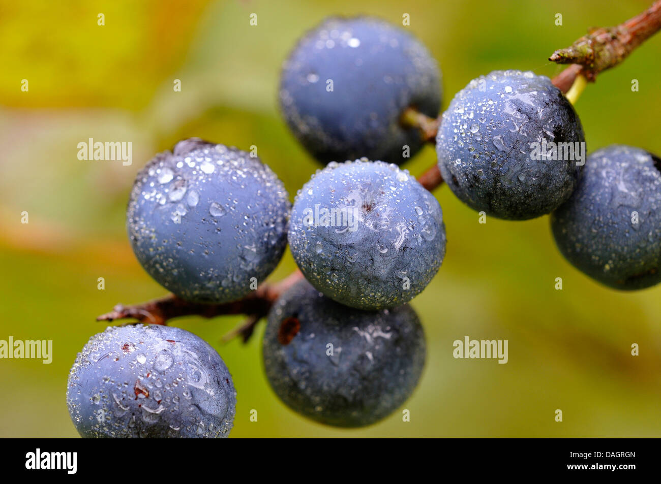 Schlehe, Schlehe (Prunus Spinosa), Früchte der Schlehe, Deutschland Stockfoto