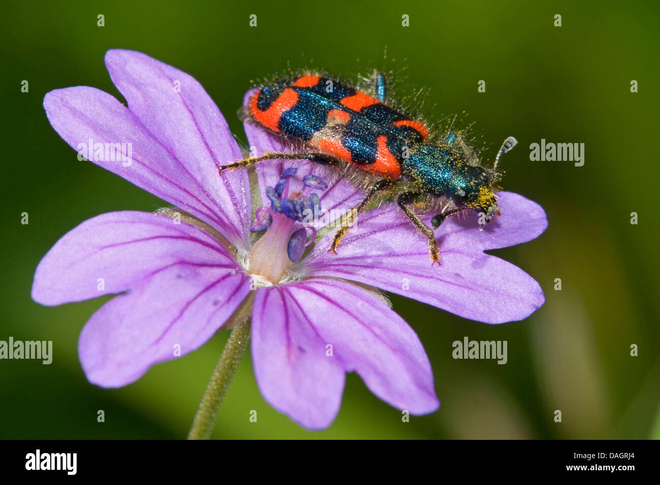 Bienenstock Käfer (Trichodes Alvearius), auf Blume Stockfotografie - Alamy