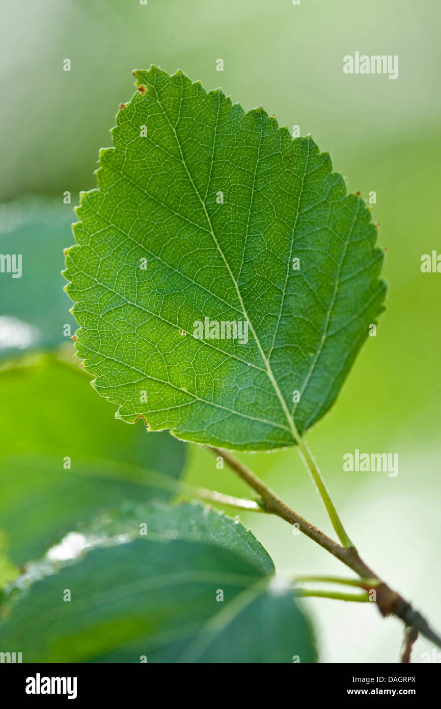 Moorbirke (Betula Pubescens), Birken Blatt, Deutschland Stockfotografie