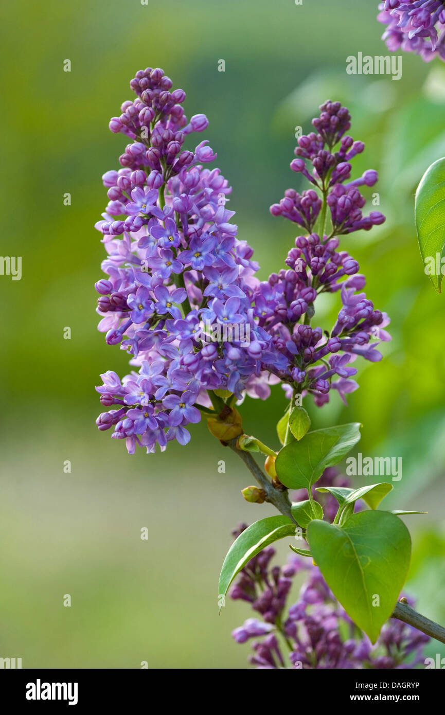 gemeinsamen Flieder (Syringa Vulgaris), Zweig mit lila Blüten, Deutschland Stockfoto