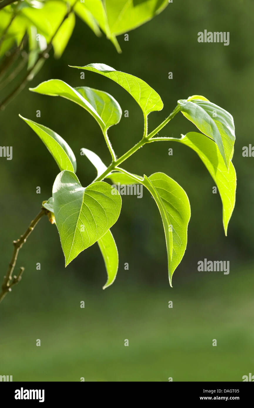 gemeinsamen Flieder (Syringa Vulgaris), Zweig mit Blättern, Deutschland Stockfoto