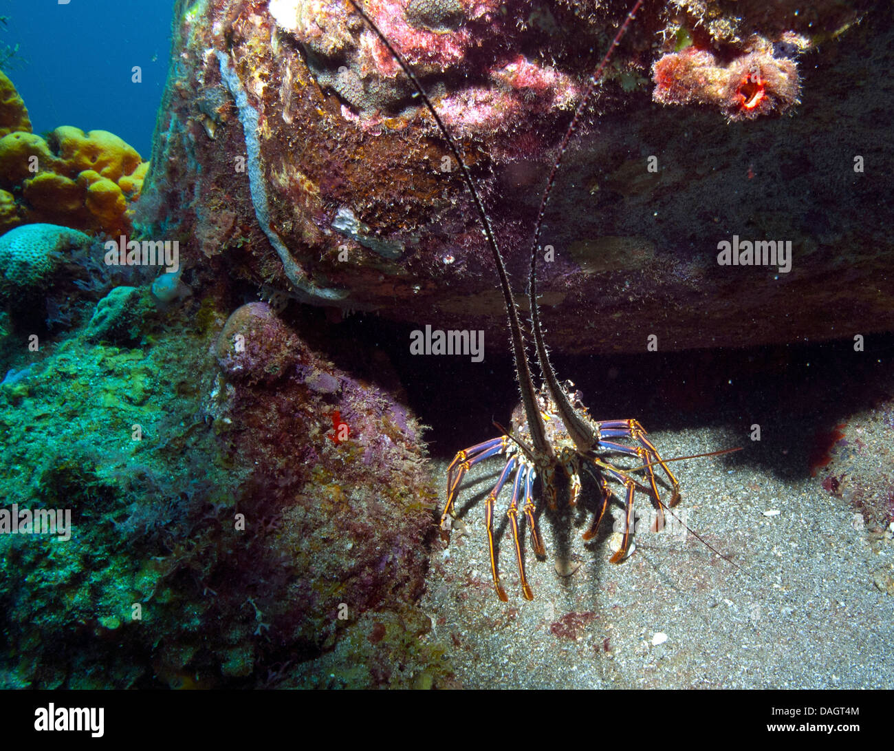 Caribbean spiny lobster underwater marine -Fotos und -Bildmaterial in ...