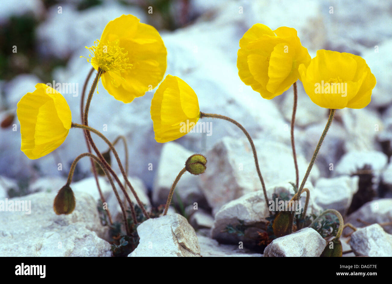 Rhaeticum Mohn (Papaver Rhaeticum), blühen unter Steinen, Italien, Südtirol, Dolomiten Stockfoto