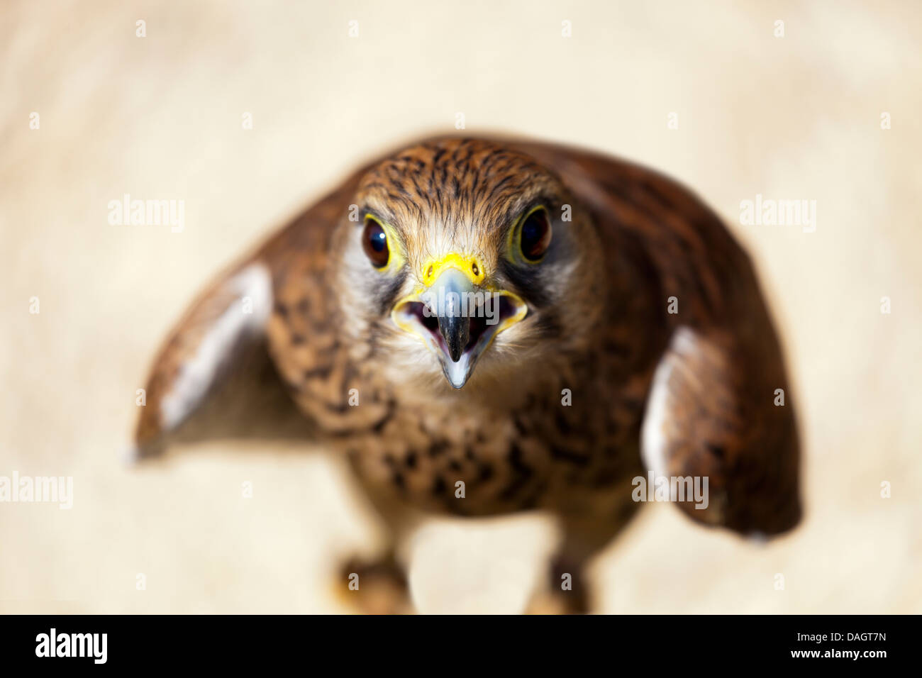 Eurasische Turmfalke (Falco Tinnunculus) in Millets Farm, Oxfordshire Stockfoto