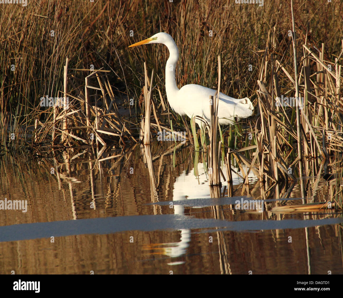 Detaillierte Nahaufnahme der ein Silberreiher (Ardea Alba) Jagd auf Fische in sumpfigen Feuchtgebieten Stockfoto