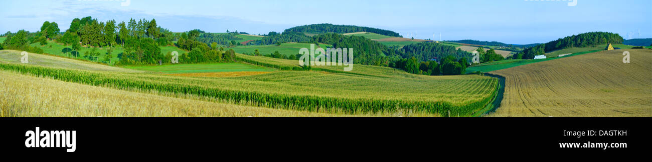 Maisfelder in hügeliger Landschaft, Blankenheim, Hohe Eifel, Nordrhein-Westfalen, Deutschland Stockfoto