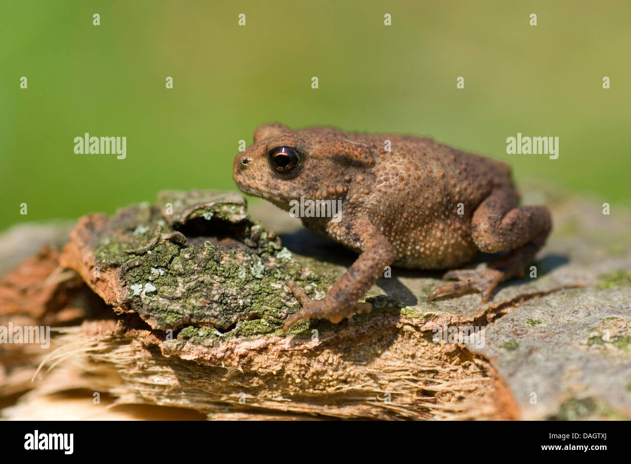 Europäischen gemeinsamen Kröte (Bufo Bufo), junges Tier sitzen auf abgestorbenem Holz, Deutschland Stockfoto