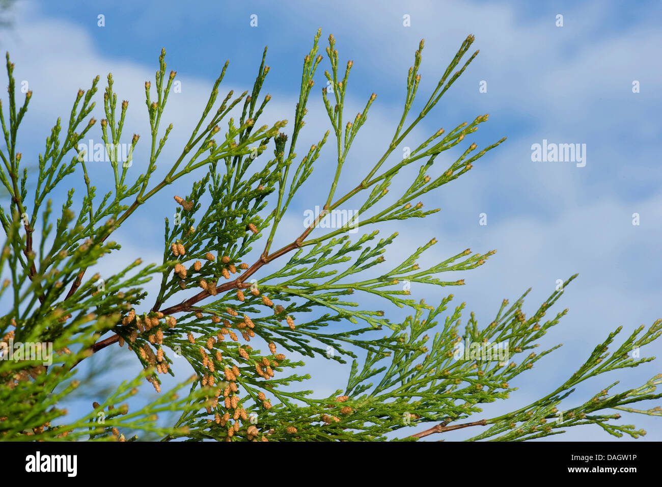 Weihrauch-Zeder, kalifornischen White Cedar (Calocedrus Decurrens), Zweig mit männlichen Blüten Stockfoto