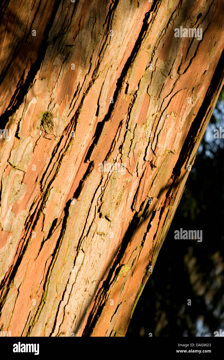 Weihrauch-Zeder, kalifornischen White Cedar (Calocedrus Decurrens), Rinde Stockfoto