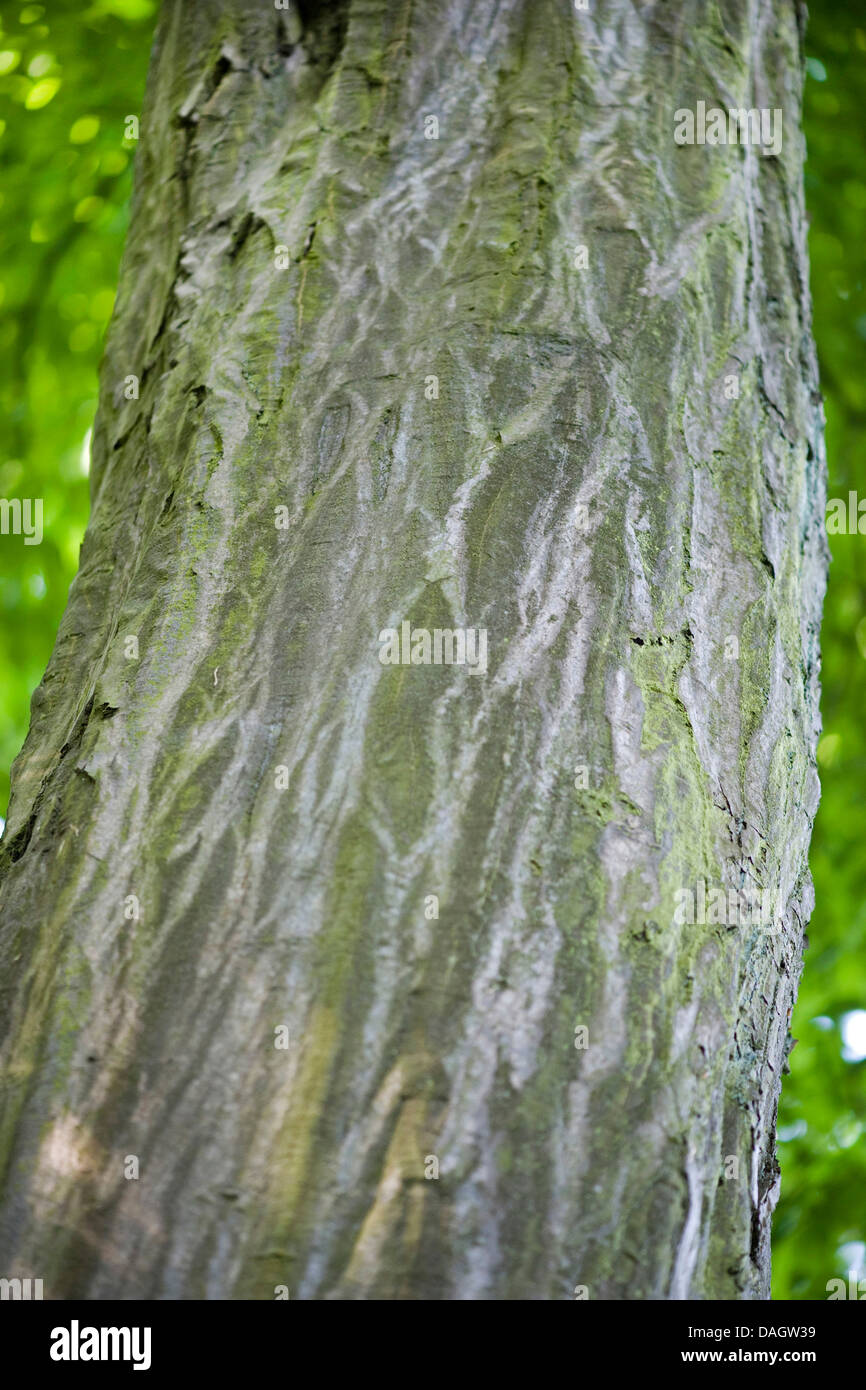 gemeinsamen Hainbuche, Europäische Hainbuche (Carpinus Betulus), Rinde, Deutschland Stockfoto