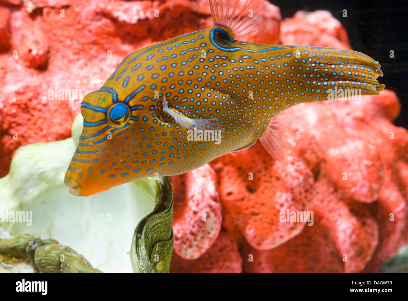 Papuan Toby (Canthigaster Papua), Schwimmen Stockfoto