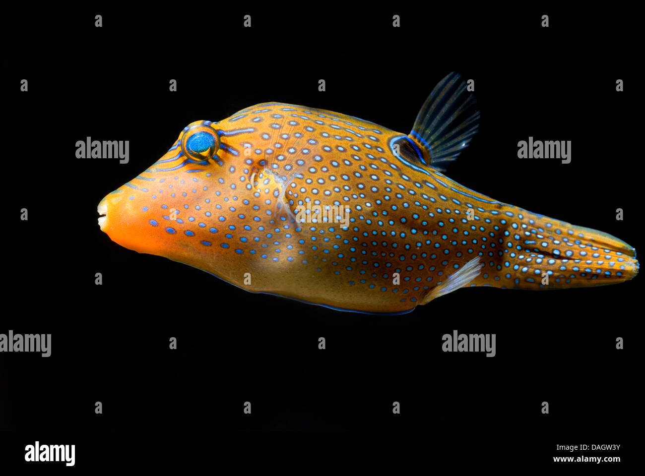 Papuan Toby (Canthigaster Papua), Schwimmen Stockfoto
