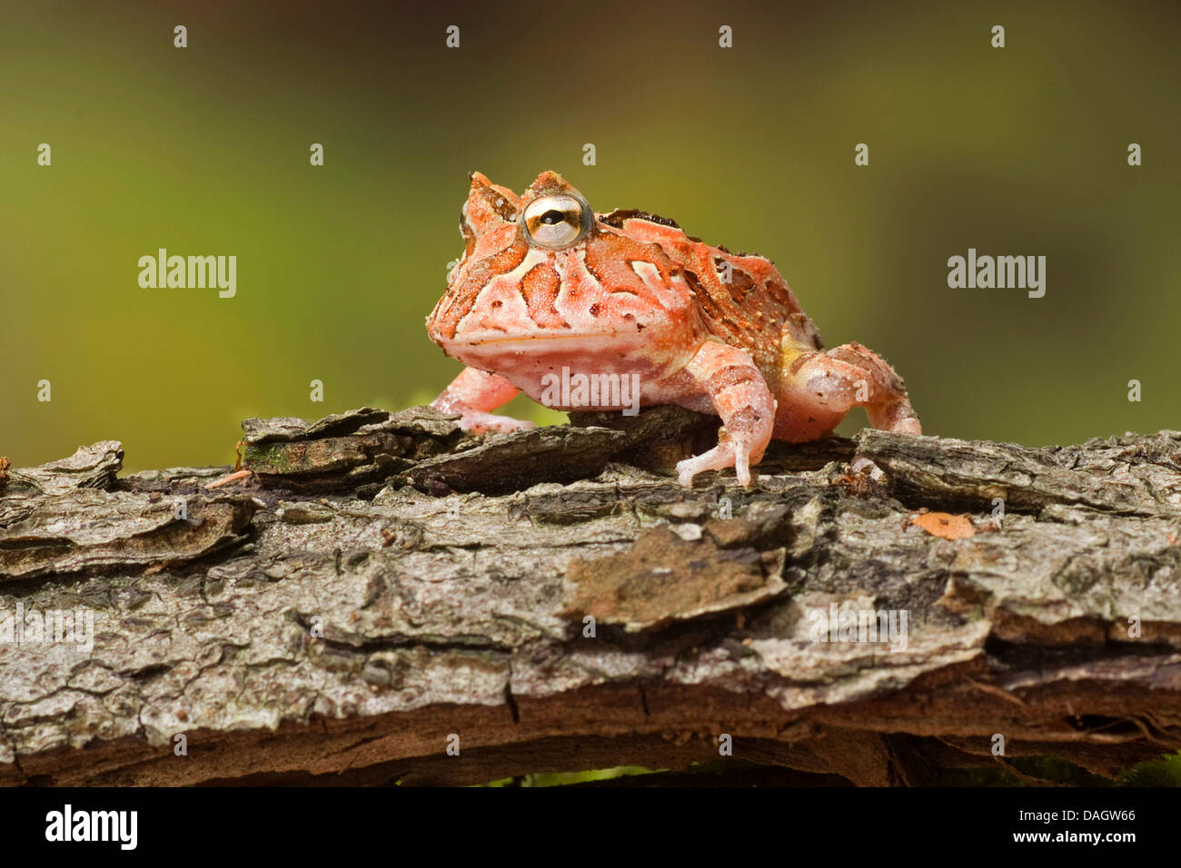 Fantasyfrog, Fantasyfrog (Ceratophrys Cornuta X cranwelli), auf Rinde Stockfoto