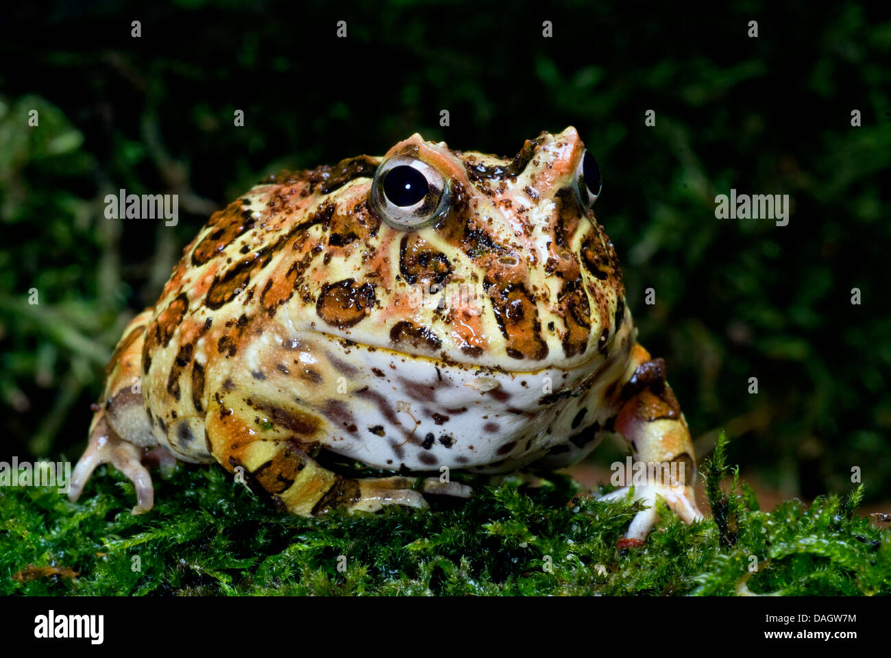 Chaco gehörnten Frosch (Ceratophrys Cranwelli), zu züchten, Kalk &amp; Pink Stockfoto