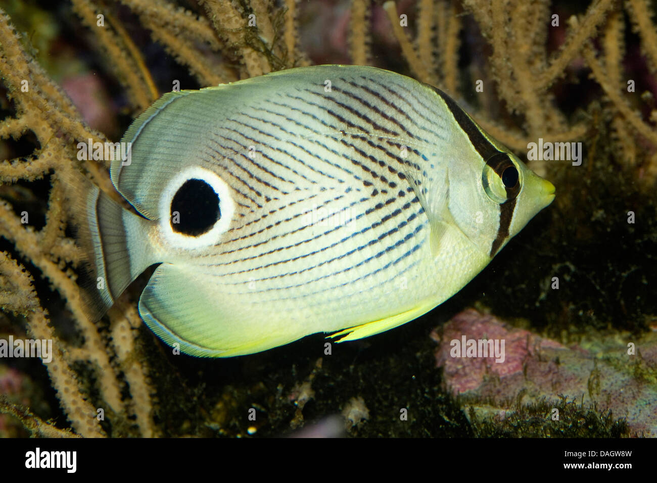 Foureye Butterflyfish (Chaetodontidae Capistratus), Schwimmen, Wilhelma Stockfoto
