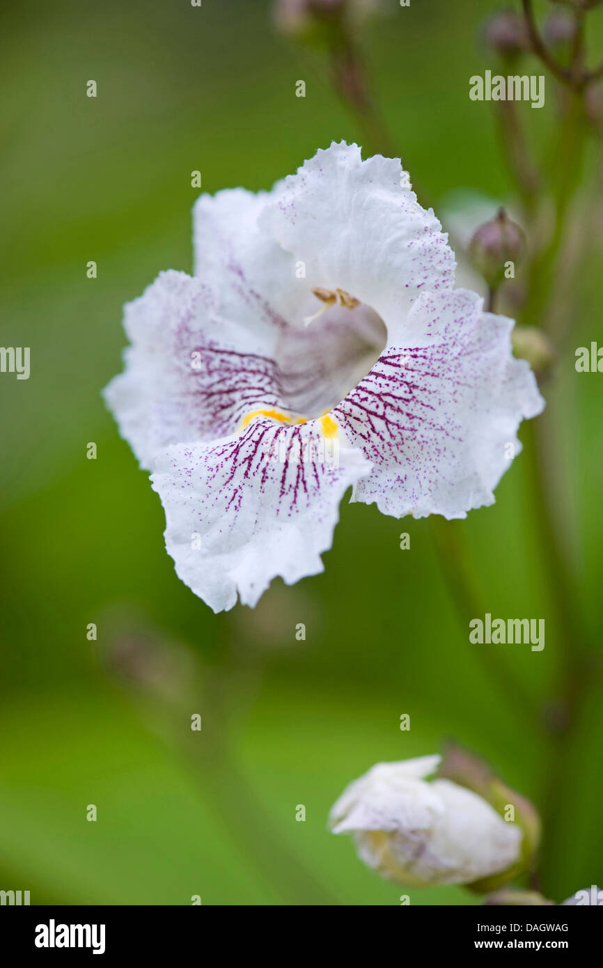 nördlichen Catalpa (Catalpa Speciosa), Blume Stockfoto