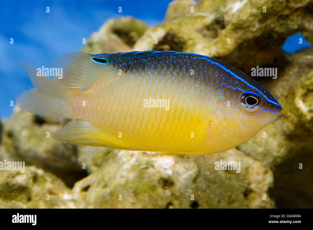 Schwankung Damselfish (Chrysiptera Leucopoma), Schwimmen Stockfoto