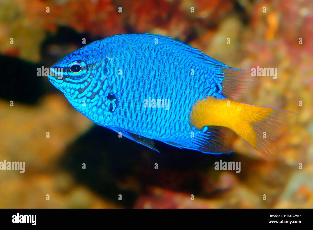 Goldtail Demoiselle (Chrysiptera Parasema), Schwimmen Stockfoto