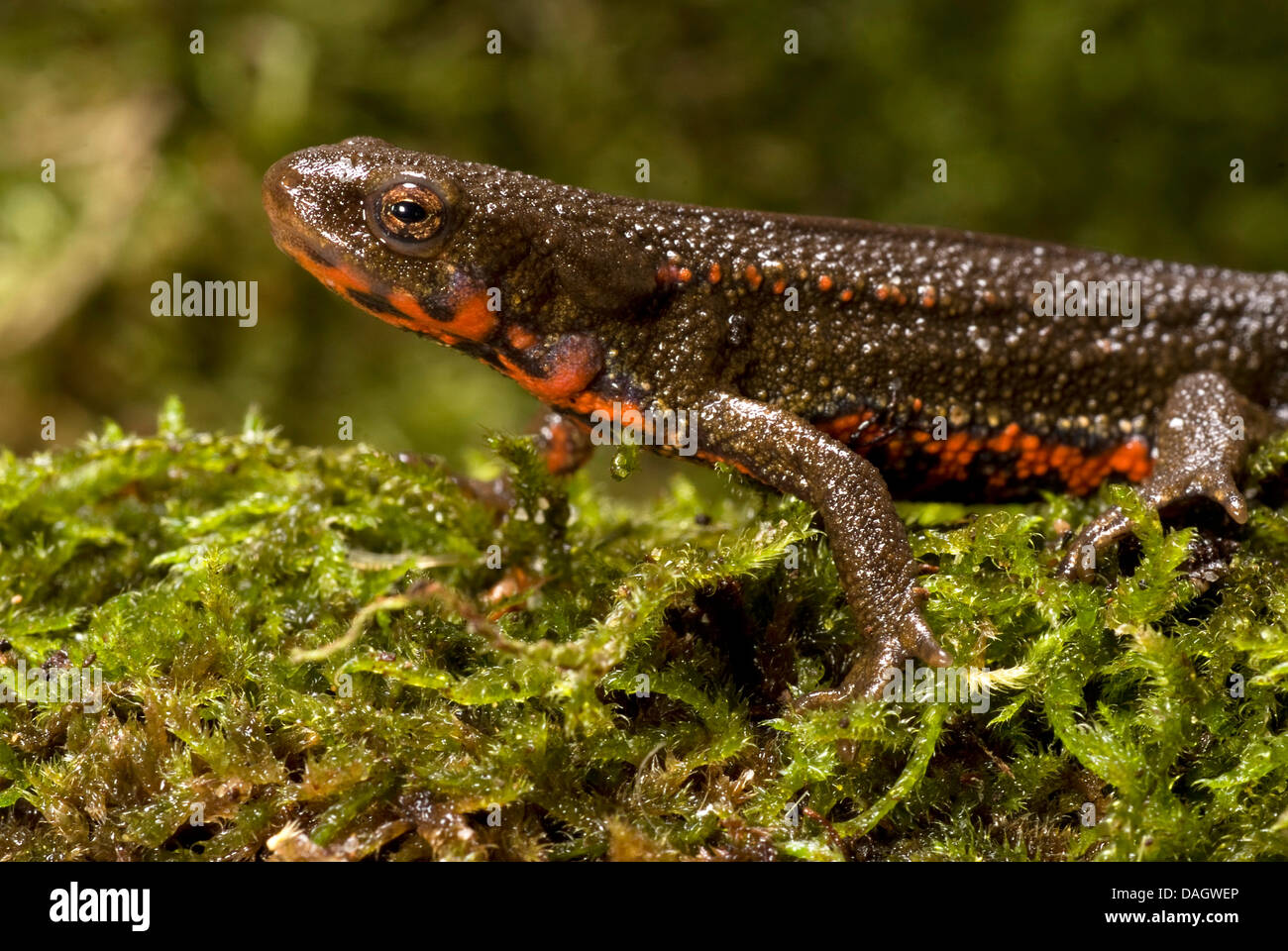 Schwertträger Newt, Schwert-tailed Newt, Japanese Sword-Tailed Newt, Okinawa Newt (Cynops Ensicauda), auf Moos Stockfoto