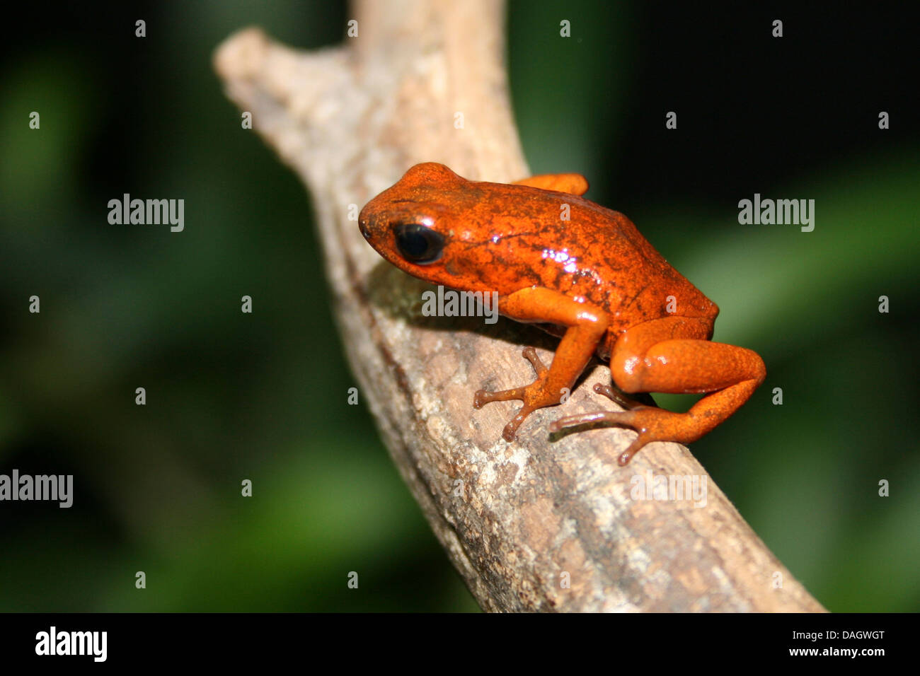 Strawberry Poison-Titelkarte Frosch, rot und blau Poison Arrow Frog, Flaming Poison Arrow Frog, Blue Jeans Poison Dart Frog (Dendrobates Pumilio, Oophaga Pumilio), morph Bribri auf einem Ast Stockfoto