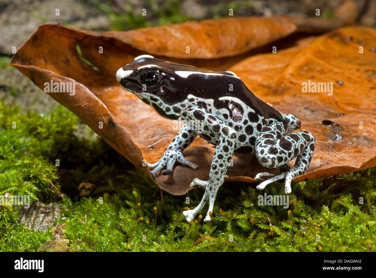 Färben färben poison Frog (Dendrobates Tinctorius), Poison Arrow Frog, schwarz gefleckten grauen Morphen auf ein Blatt auf dem Boden sitzen Stockfoto