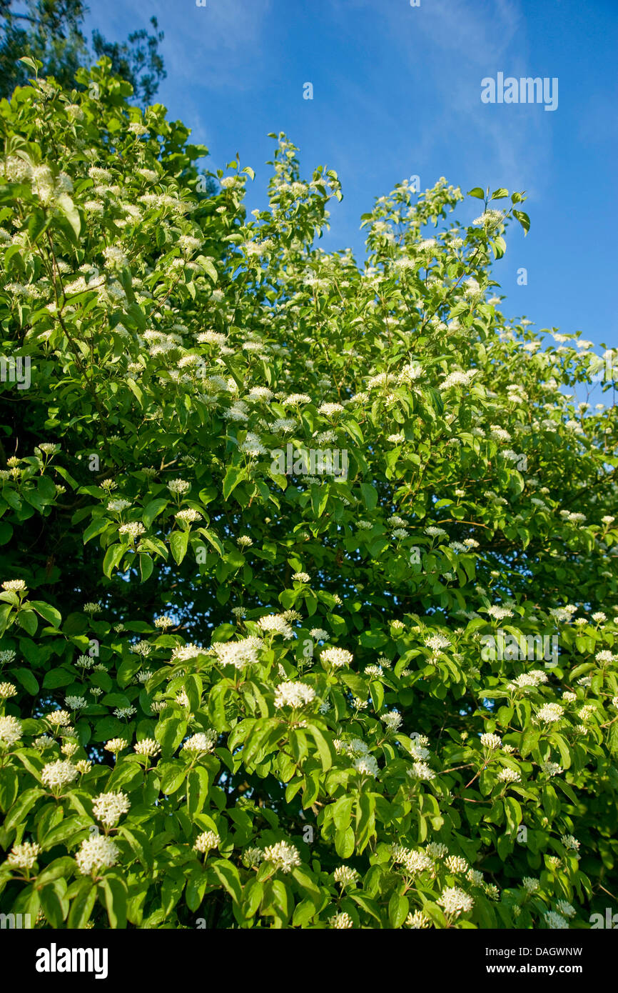 Hartriegel, Dogberry (Cornus sanguineaund), blühend, Deutschland Stockfoto