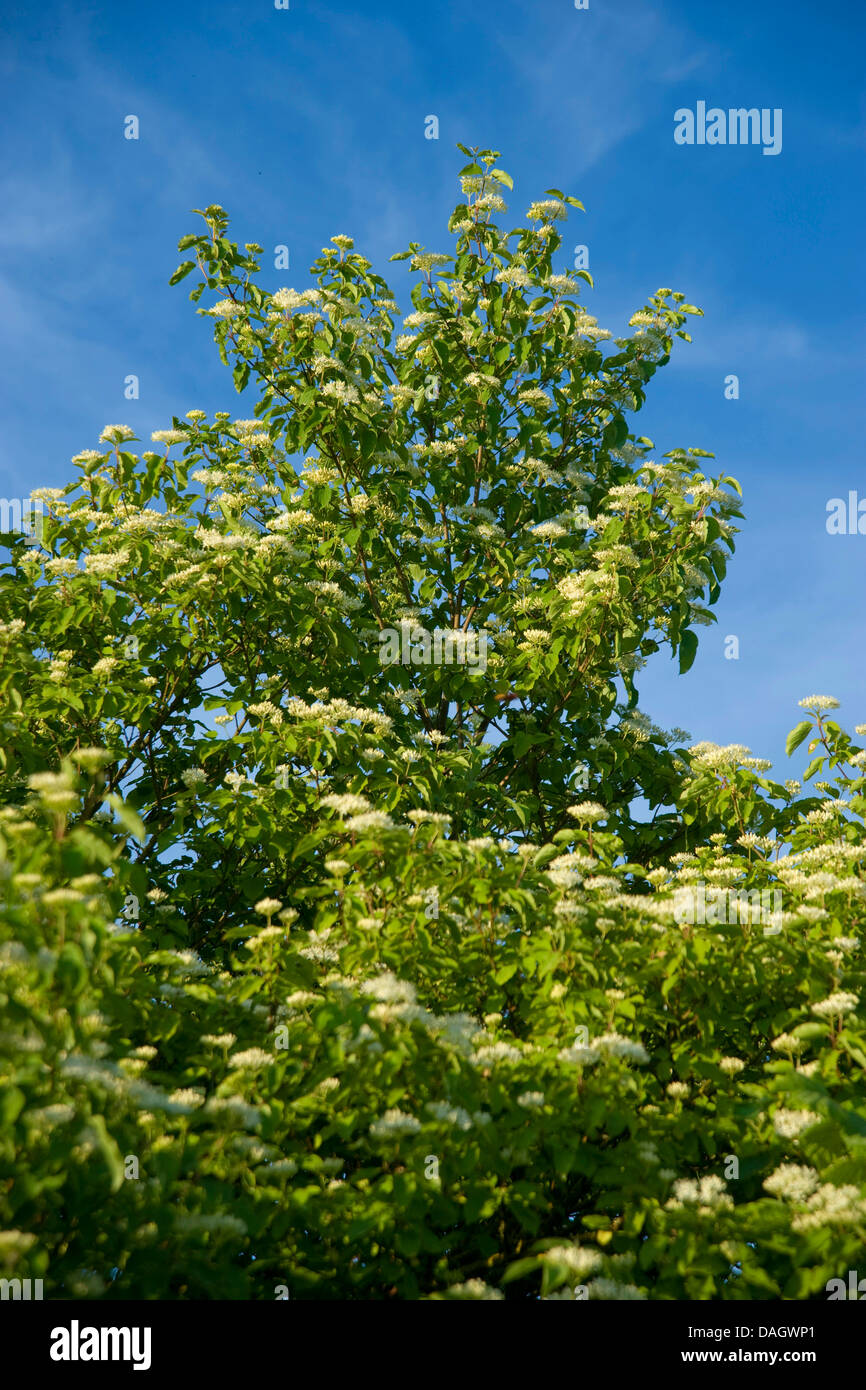 Hartriegel, Dogberry (Cornus sanguineaund), blühend, Deutschland Stockfoto