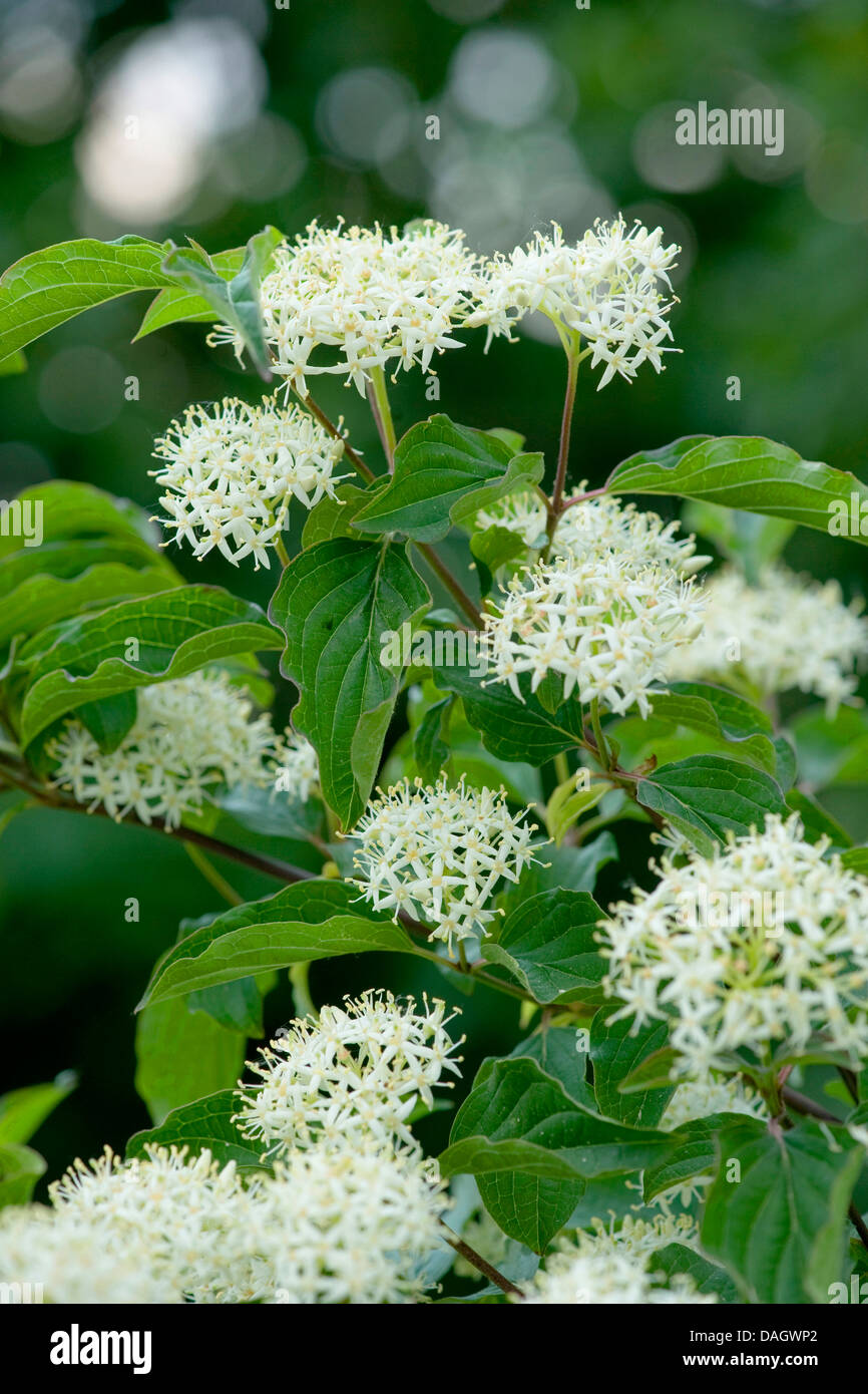 Hartriegel, Dogberry (Cornus sanguineaund), Blütenstände, Deutschland Stockfoto