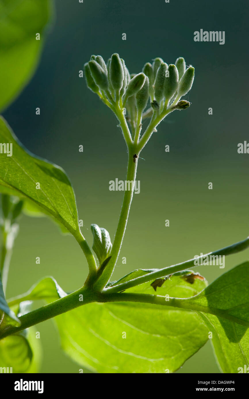 Hartriegel, Dogberry (Cornus sanguineaund), Blütenknospen, Deutschland Stockfoto