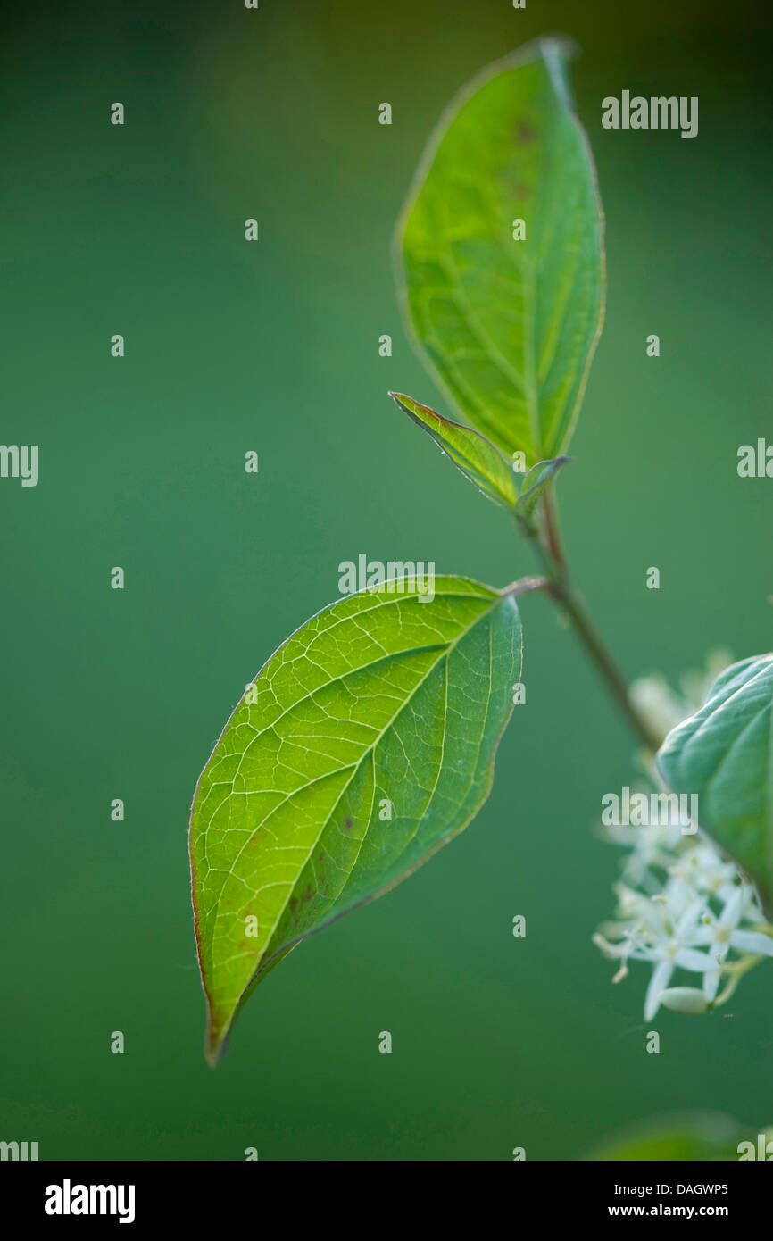 Hartriegel, Dogberry (Cornus sanguineaund), Blätter und Blüten, Deutschland Stockfoto