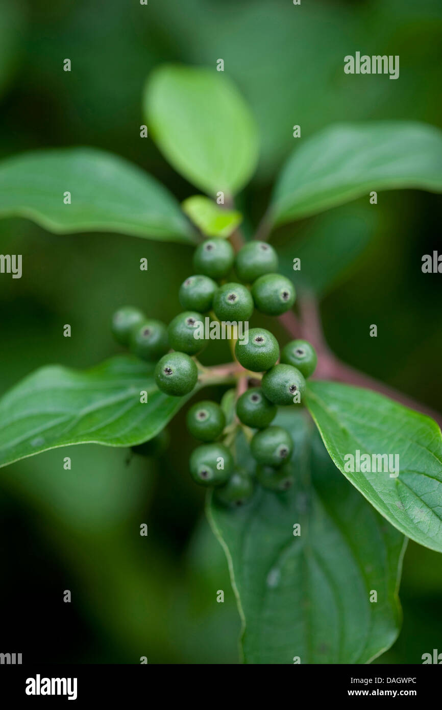Hartriegel, Dogberry (Cornus sanguineaund), unreife Früchte, Deutschland Stockfoto
