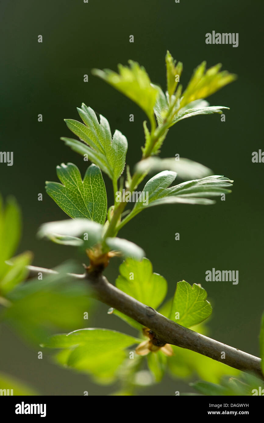 gemeinsamen Weißdorn, Singleseed Weißdorn, englische Weißdorn (Crataegus Monogyna), Blätter, Deutschland Stockfoto