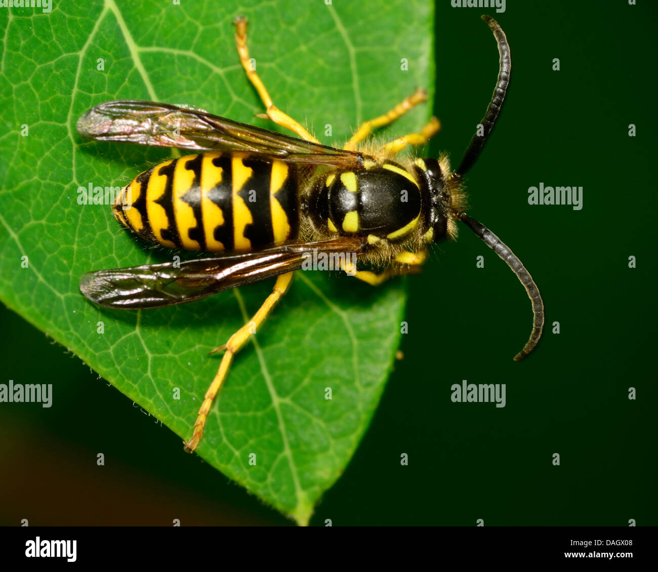 Gelbe Jacke Wespe thront auf einem Blatt der Pflanze. Stockfoto