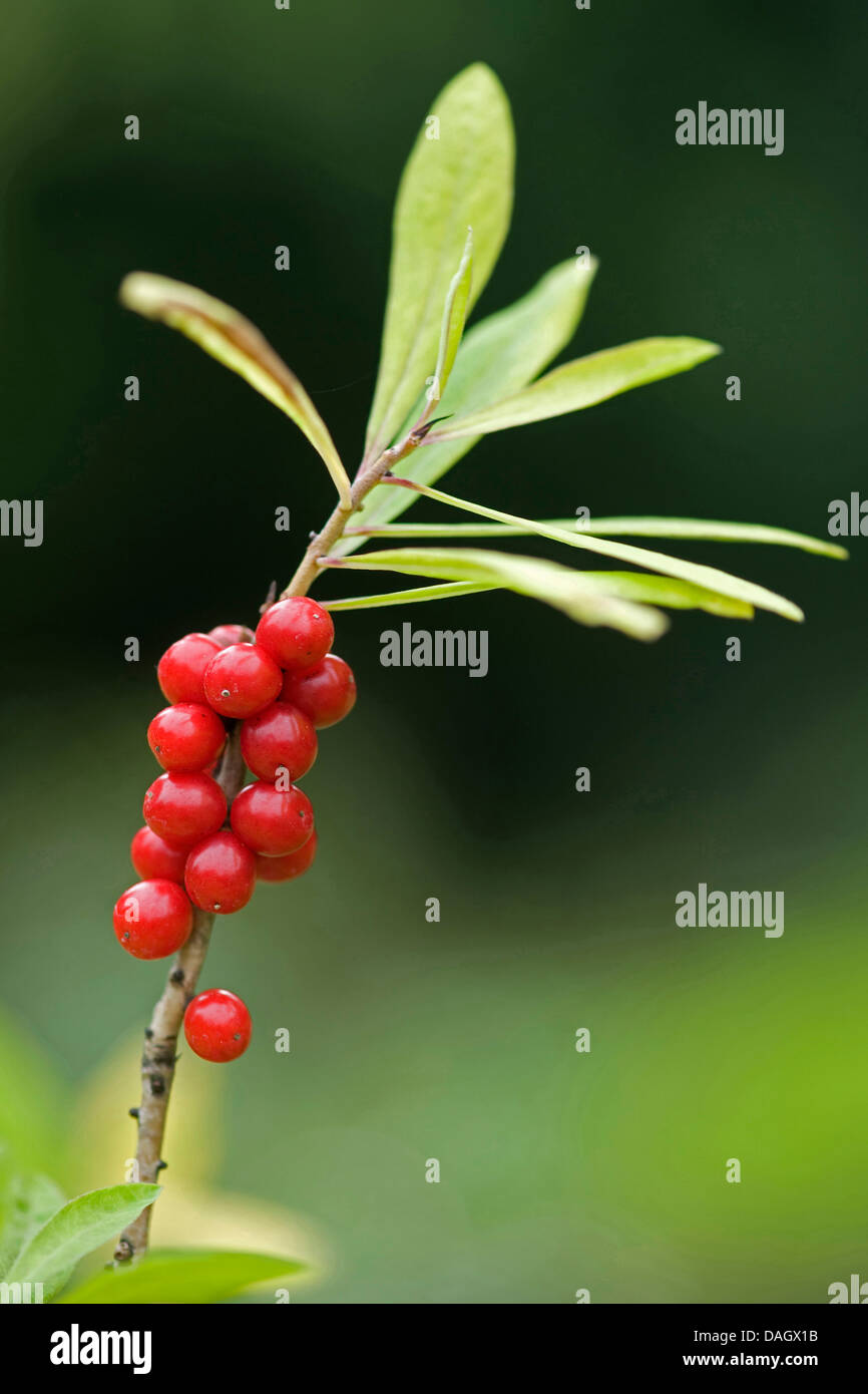 Seidelbast, Februar Daphne (Daphne Mezereum), Fruting Zweig, Deutschland Stockfoto