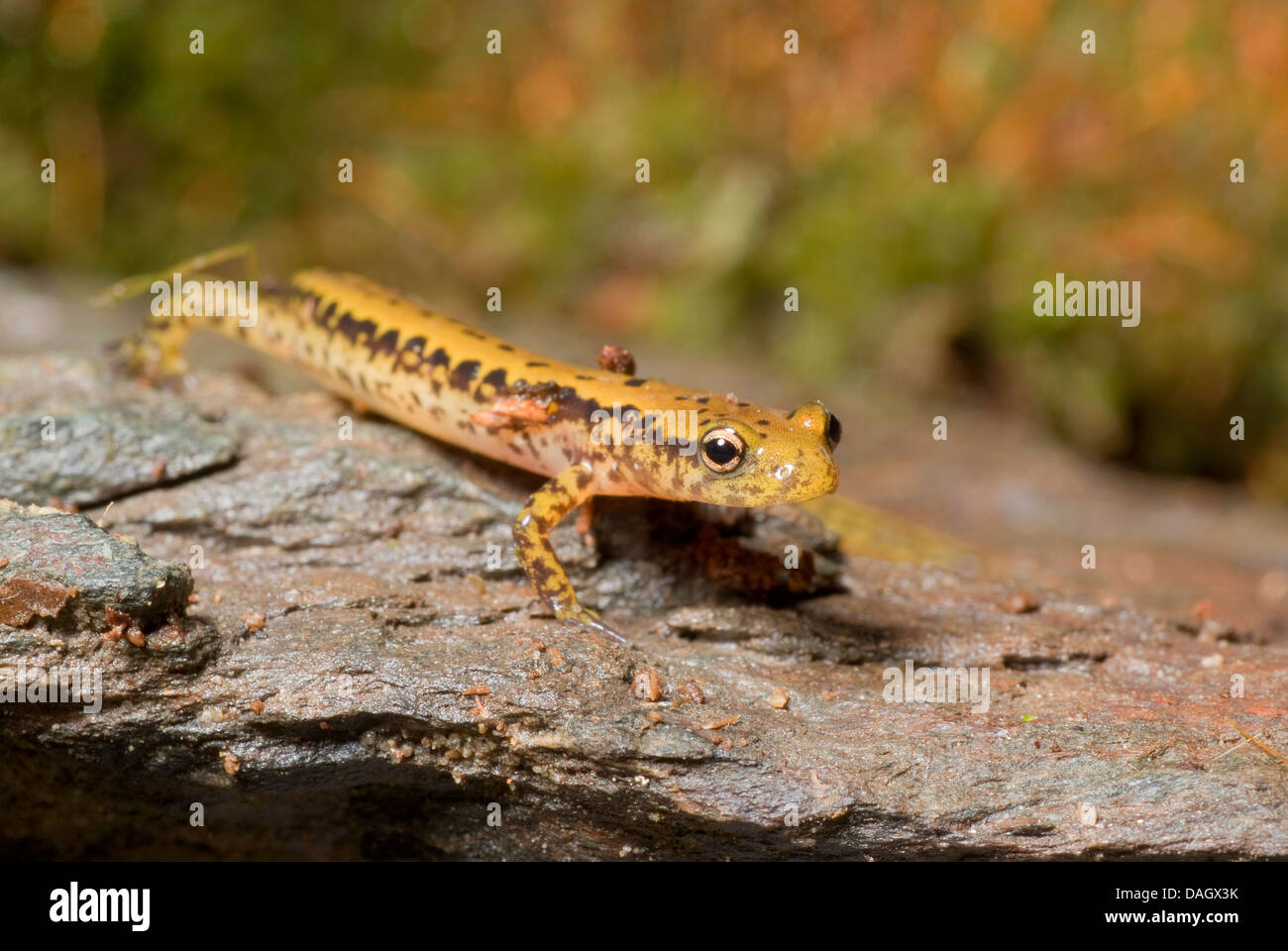 langschwänzigen Salamander (Eurycea Longicauda), sitzen auf nassen Felsen Stockfoto